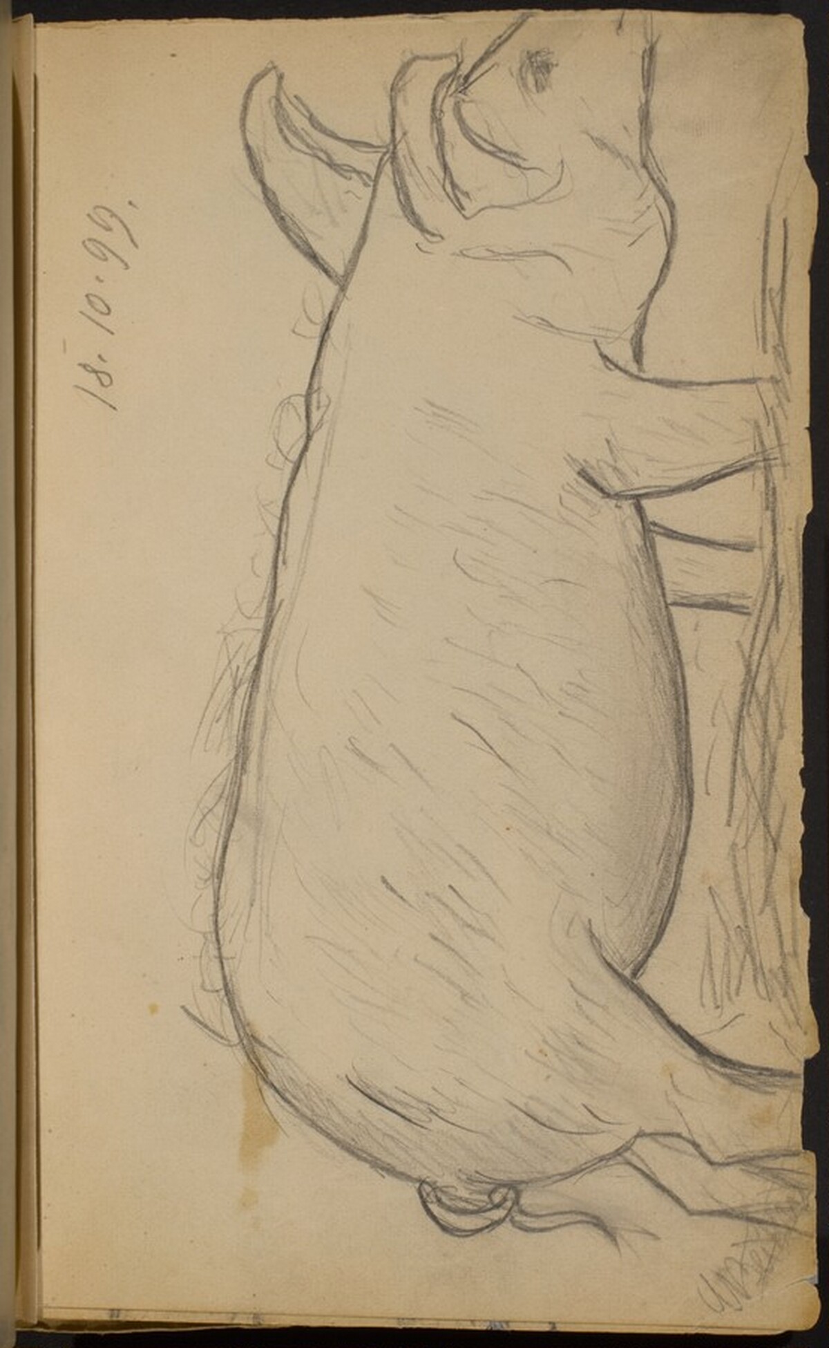 Pig by Max Beckmann