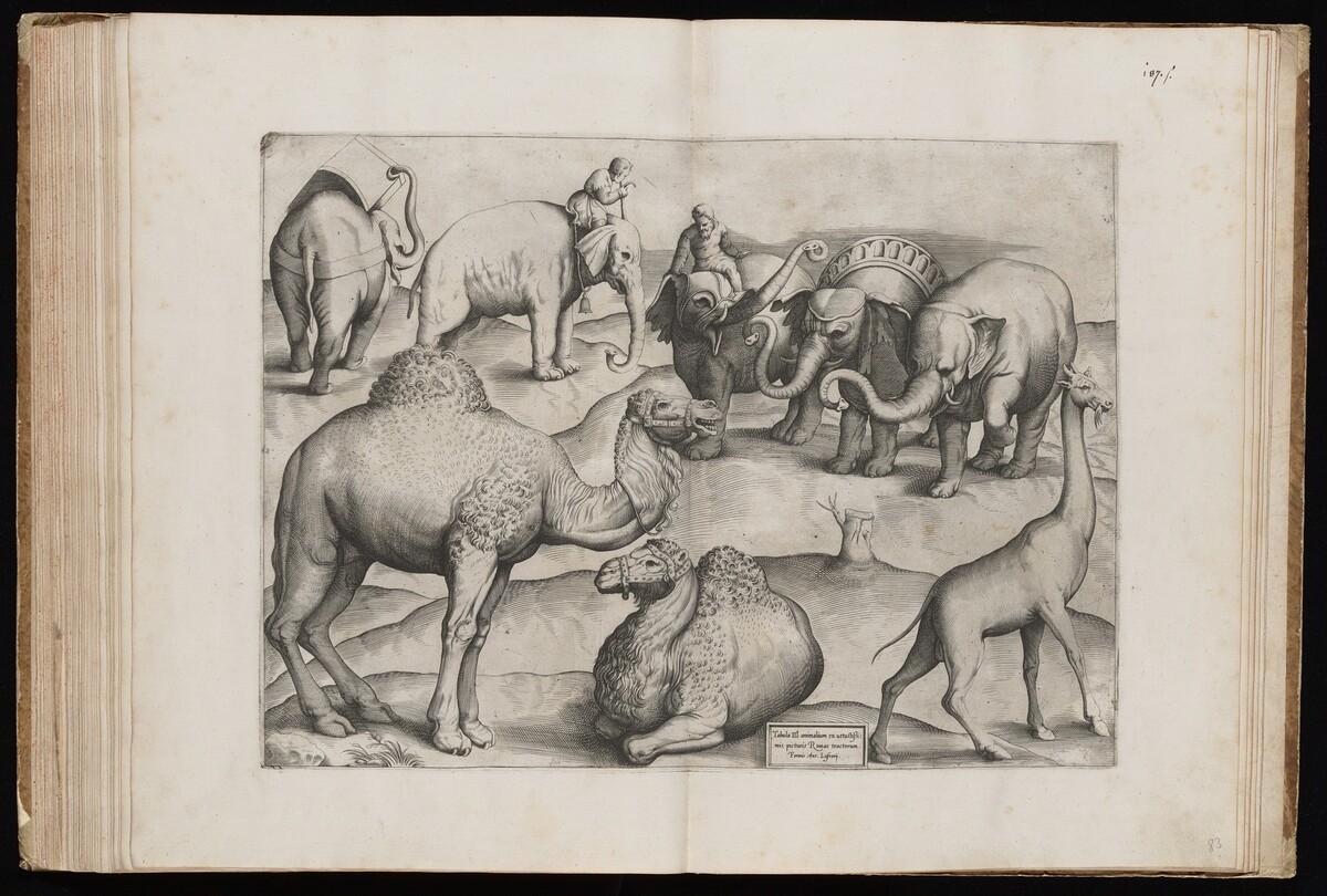 Animals from an Ancient Wall Painting [Plate III] by Italian 16th Century