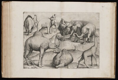Animals from an Ancient Wall Painting [Plate III]