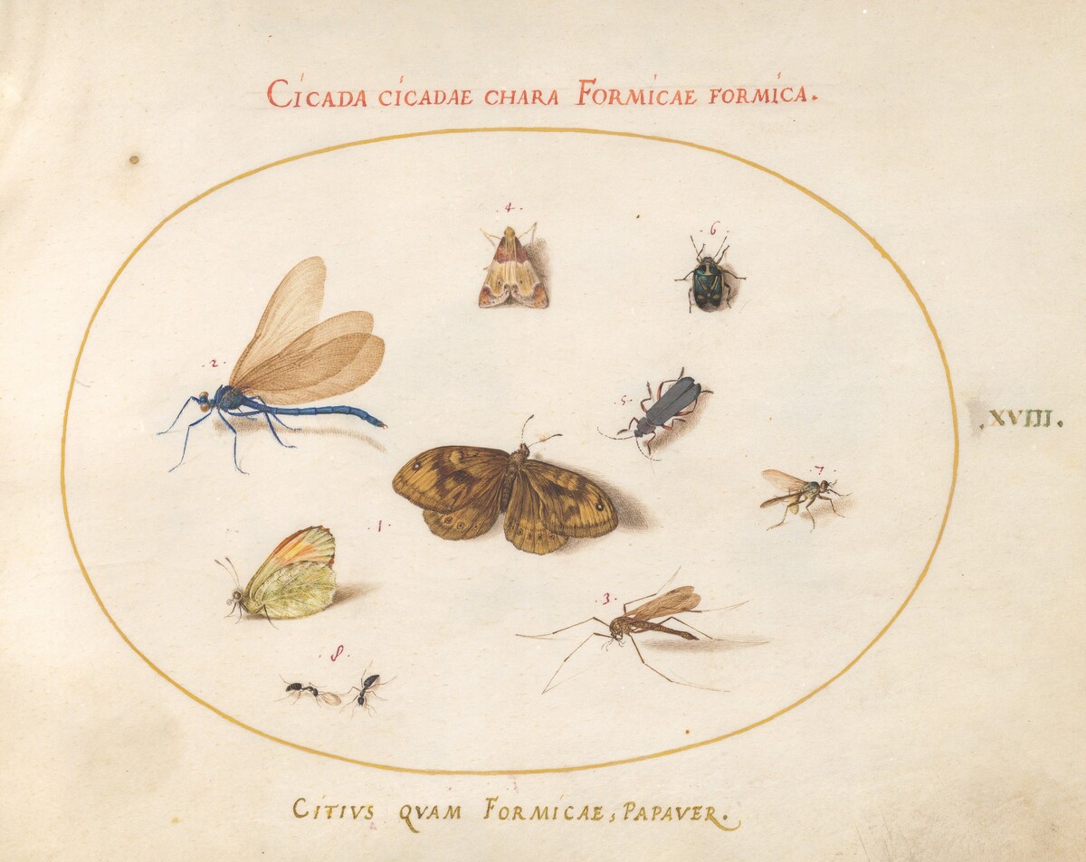 Plate 18: Two Butterflies and a Moth with a Damselfly, Two Ants, and Four Other Insects by Joris Hoefnagel