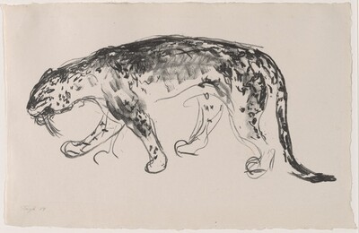 Stalking Panther (The Leopard)