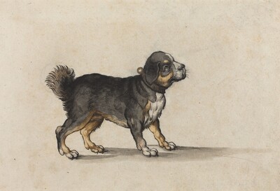 A Mastiff with a Gold-Tooled Collar