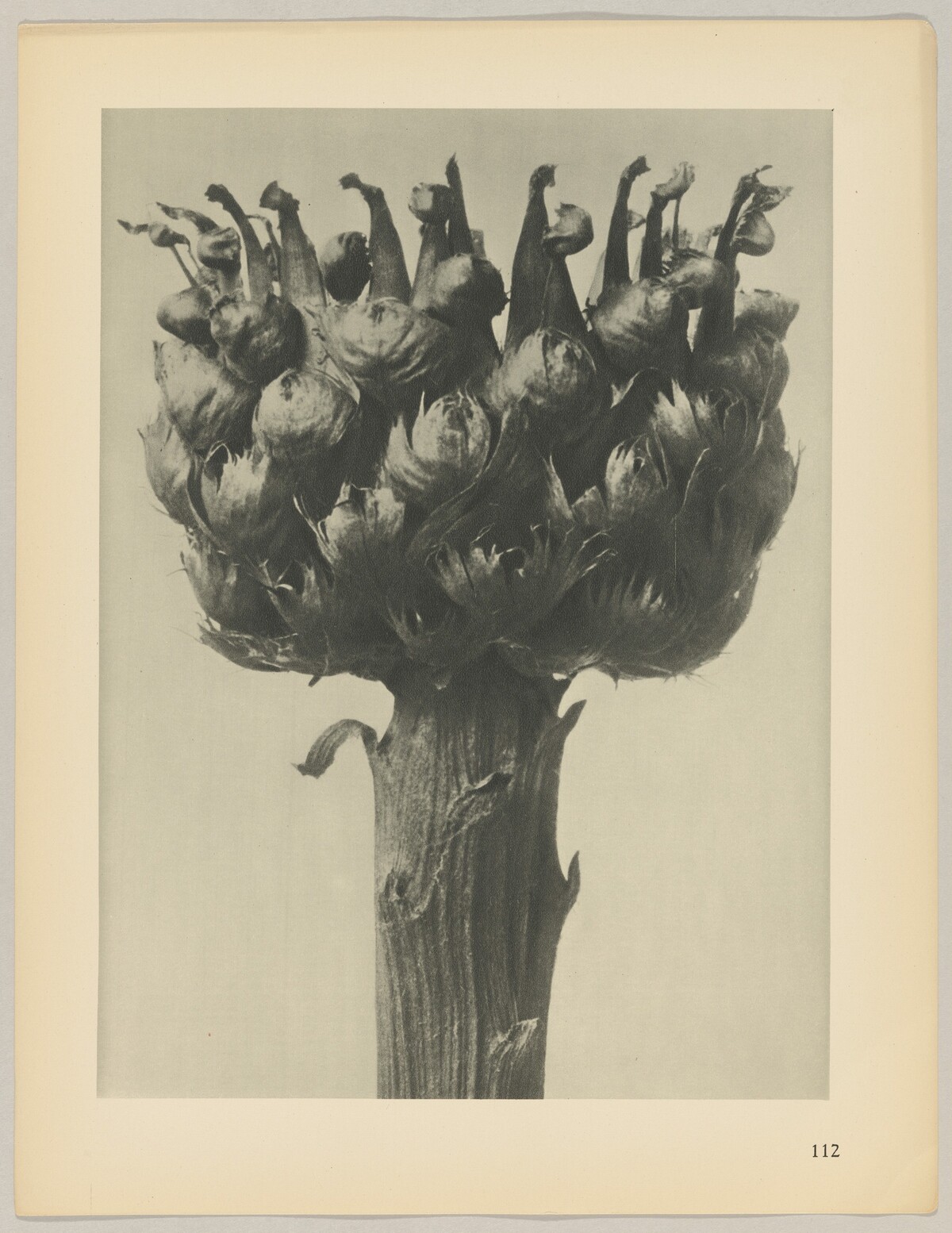 Centaurea macrocephala by Karl Blossfeldt