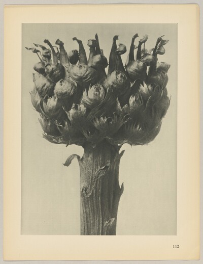 Centaurea macrocephala