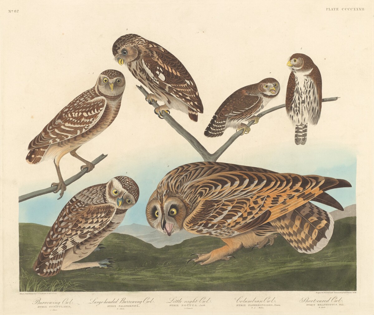 Burrowing Owl, Large-Headed Burrowing Owl andLittle Night Owl by Robert Havell after John James Audubon