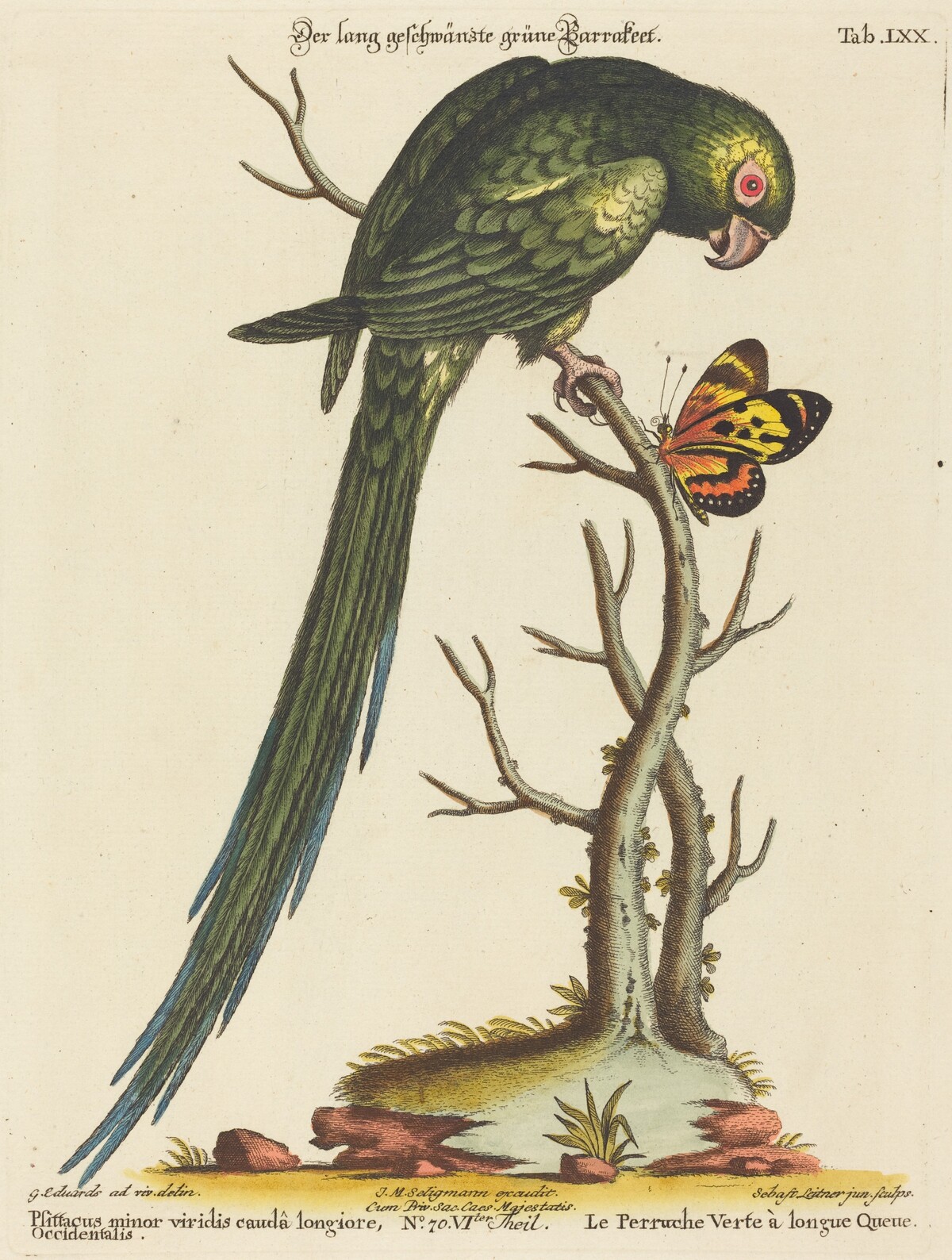 Psittacus minor viridis cauda longiore Occidentalis by Johann Sebastian Leitner after George Edwards