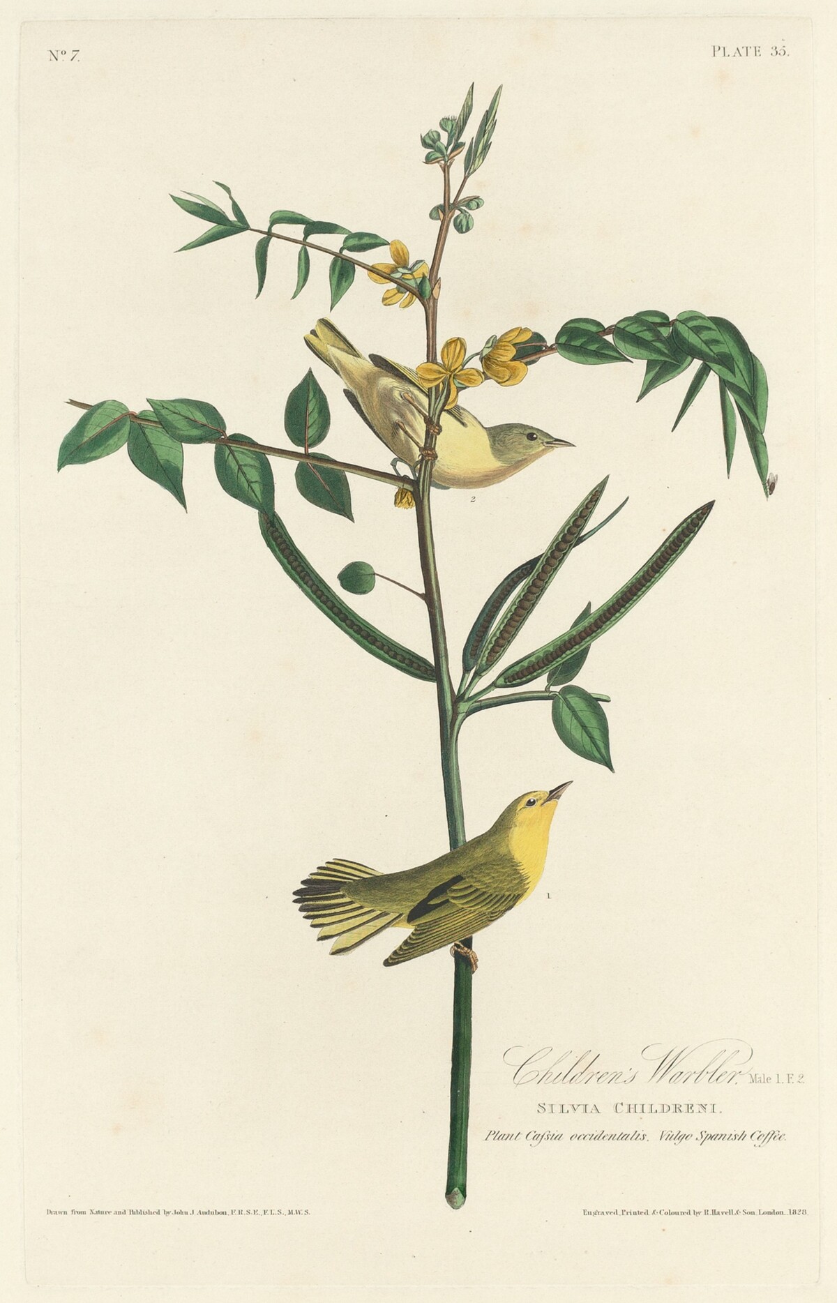 Children's Warbler by Robert Havell after John James Audubon