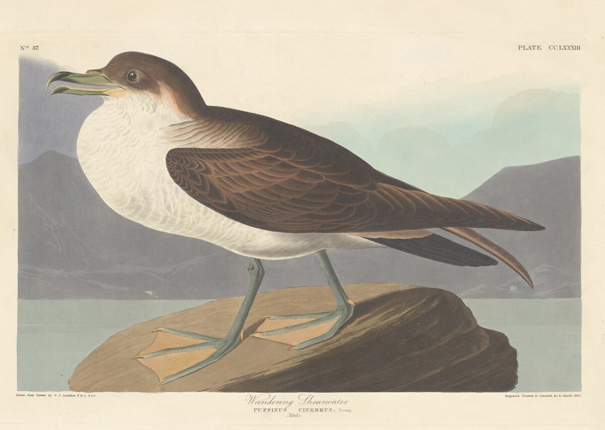 Wandering Shearwater by Robert Havell after John James Audubon