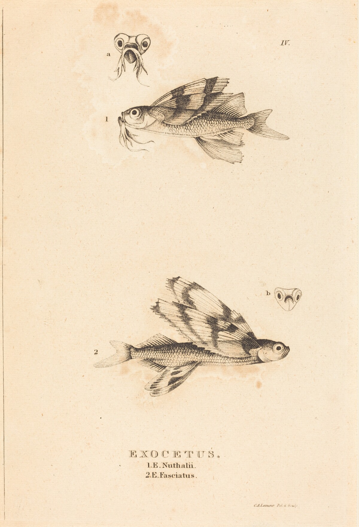 Exocetus by Charles Alexandre Lesueur