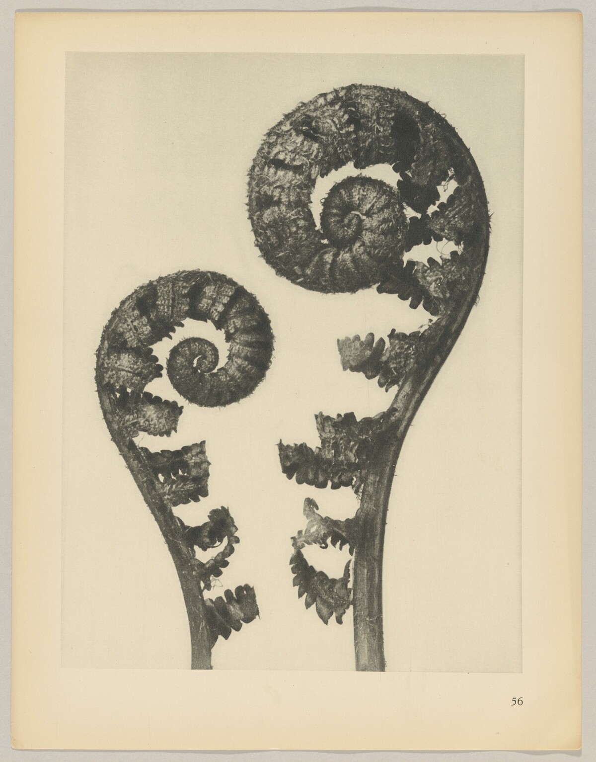 Aspidium filix mas by Karl Blossfeldt