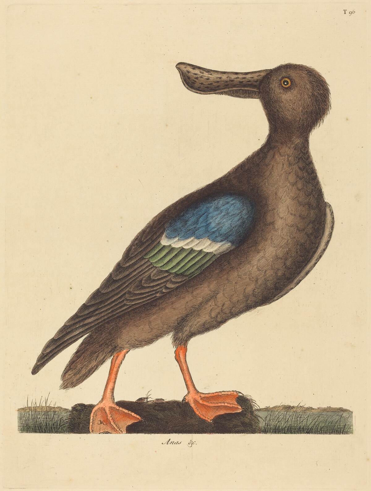 The Blue Winged Shoveler (Anas clypeata foemina) by Mark Catesby