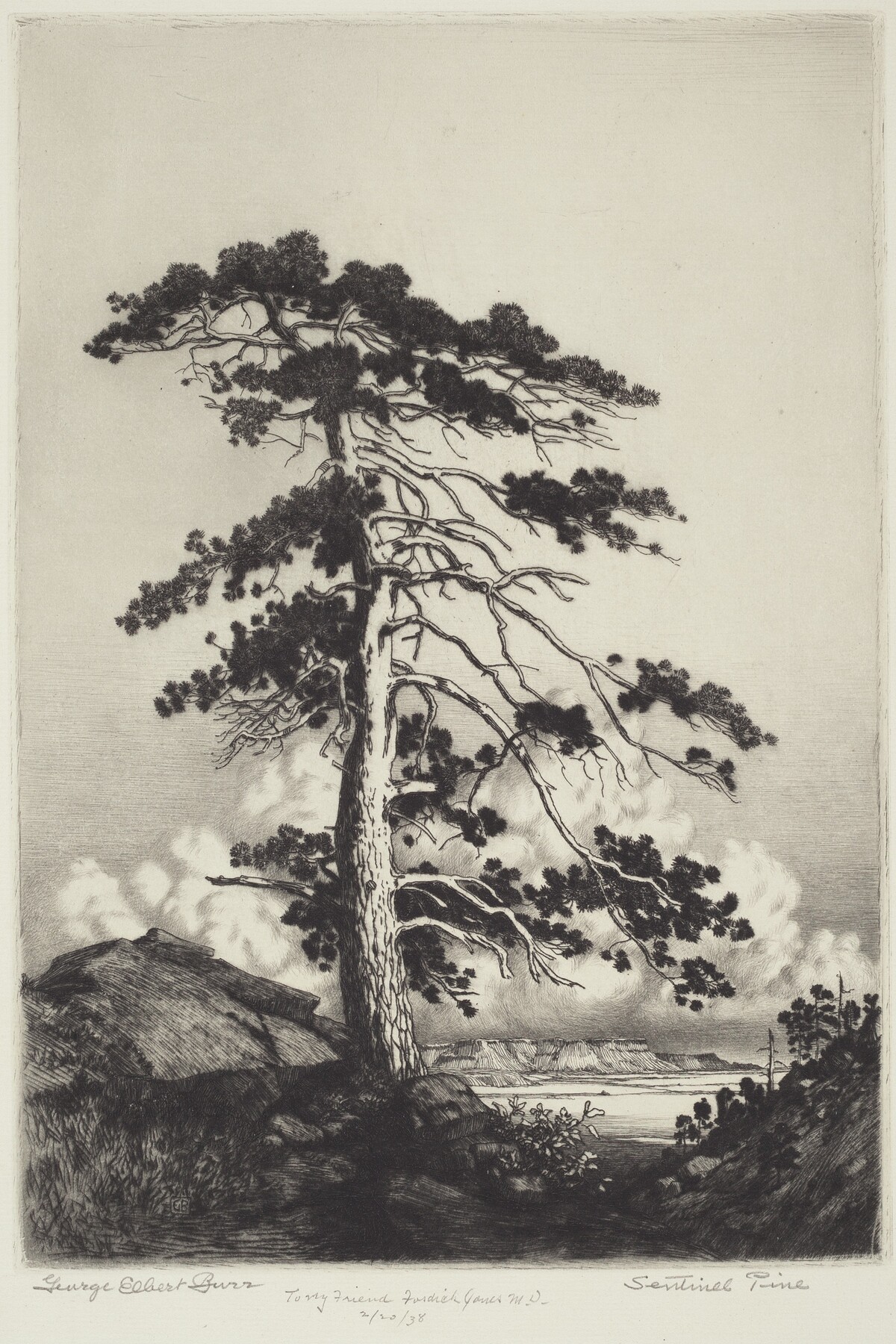 Sentinel Pine by George Elbert Burr