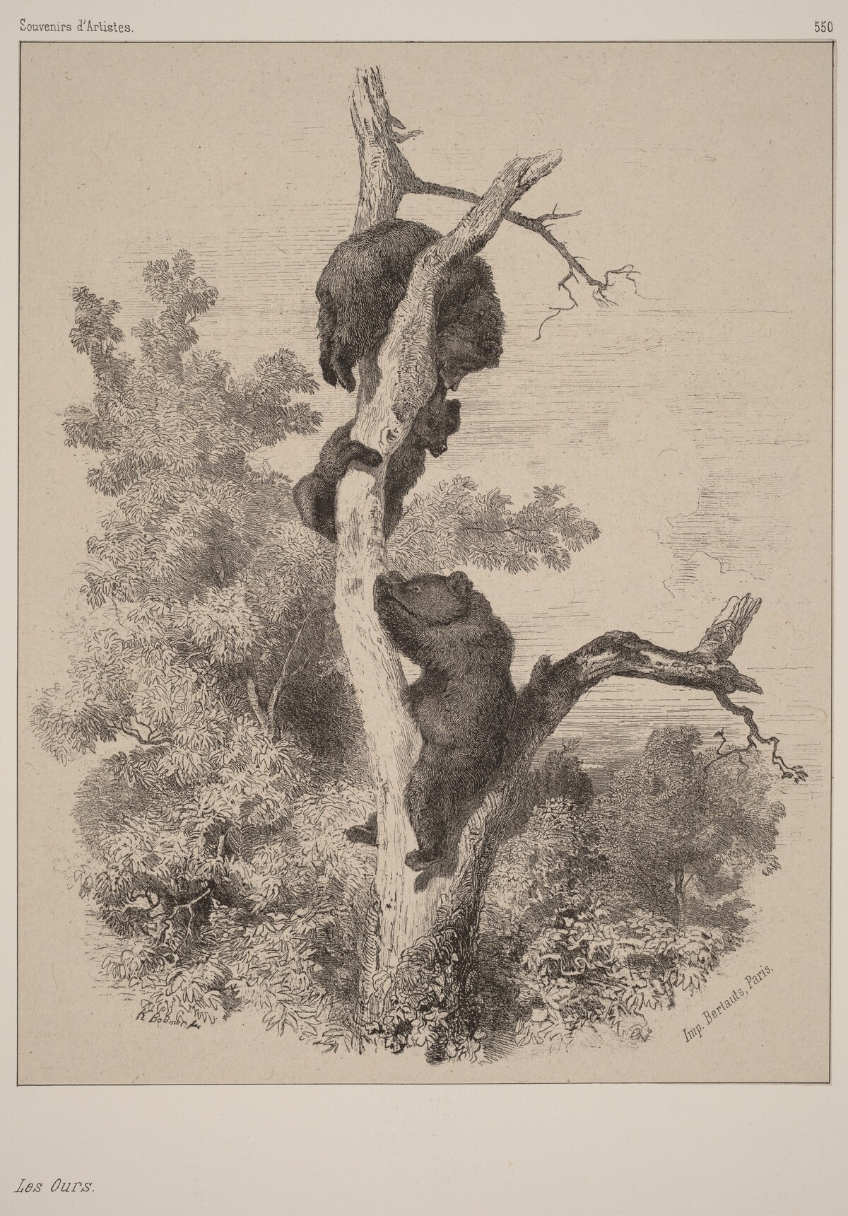 Les ours by Karl Bodmer