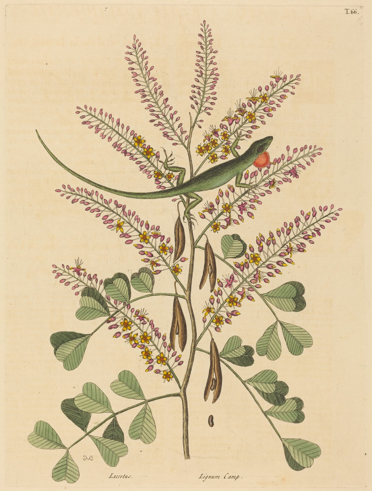 The Green Lizard of Jamaica (Lacerta bullaris) by Mark Catesby