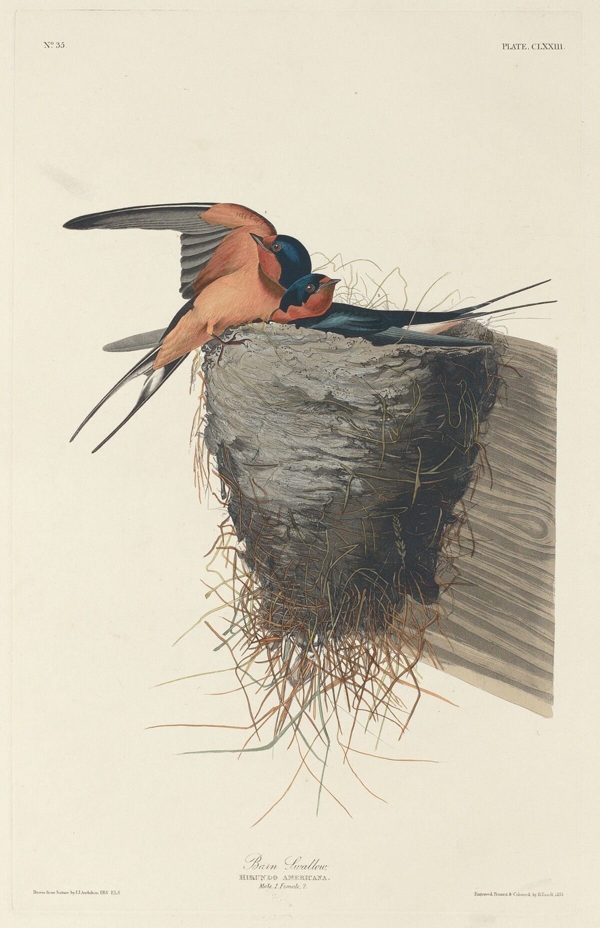 Barn Swallow by Robert Havell after John James Audubon