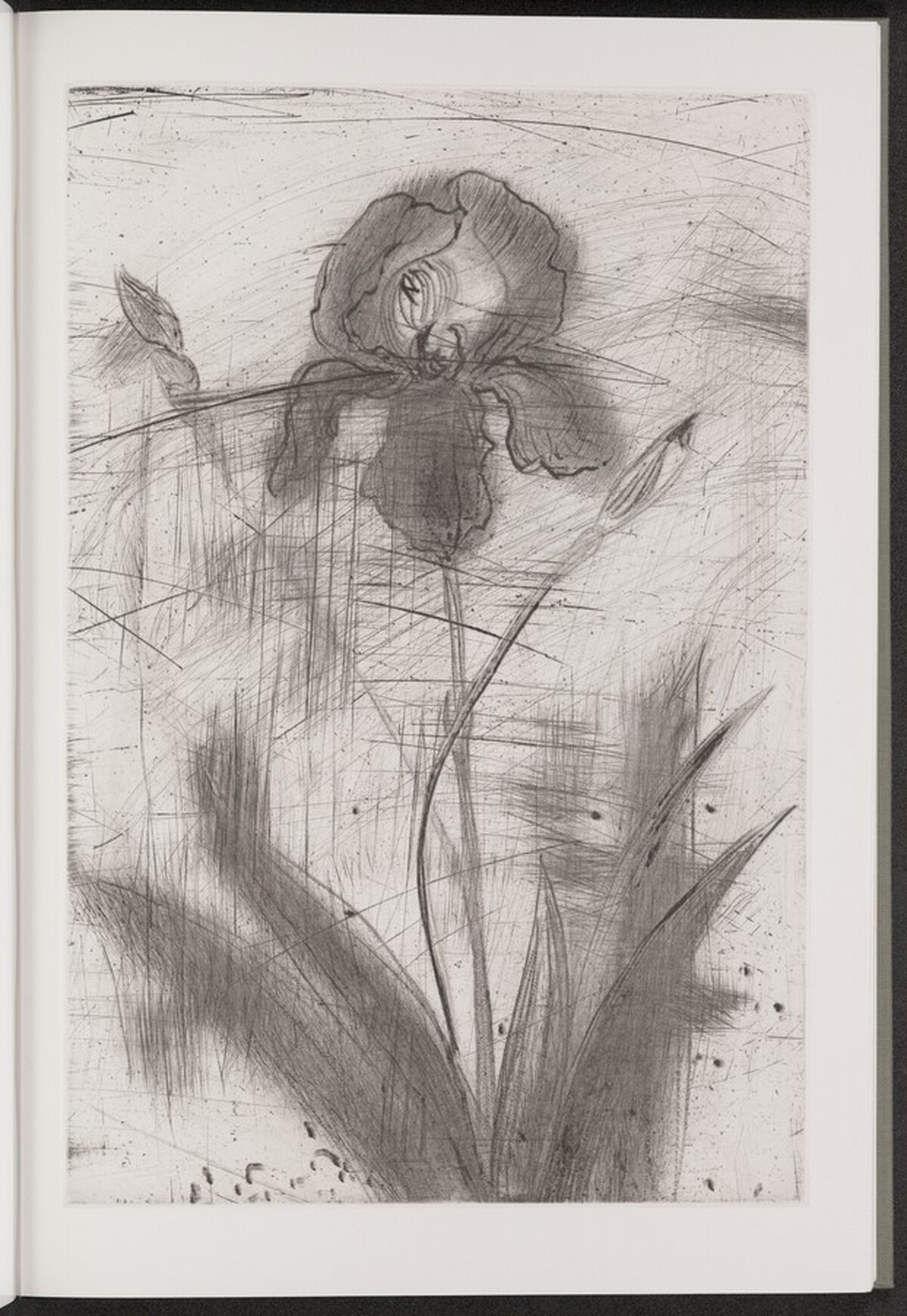 Iris by Jim Dine
