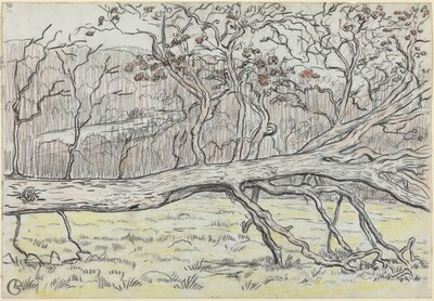 Felled Tree, Normandy
