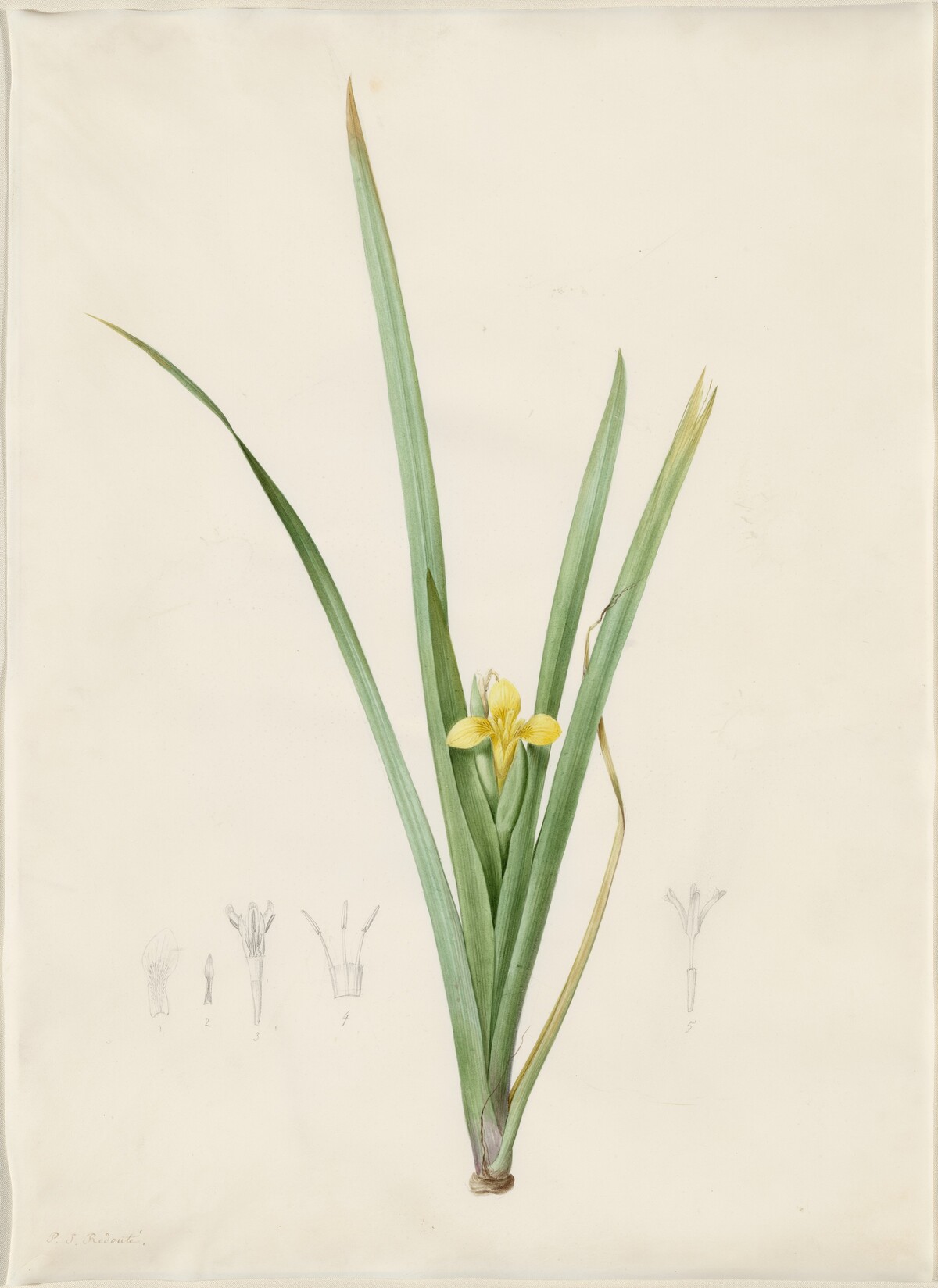 Iris curtopetala by Pierre Joseph Redouté