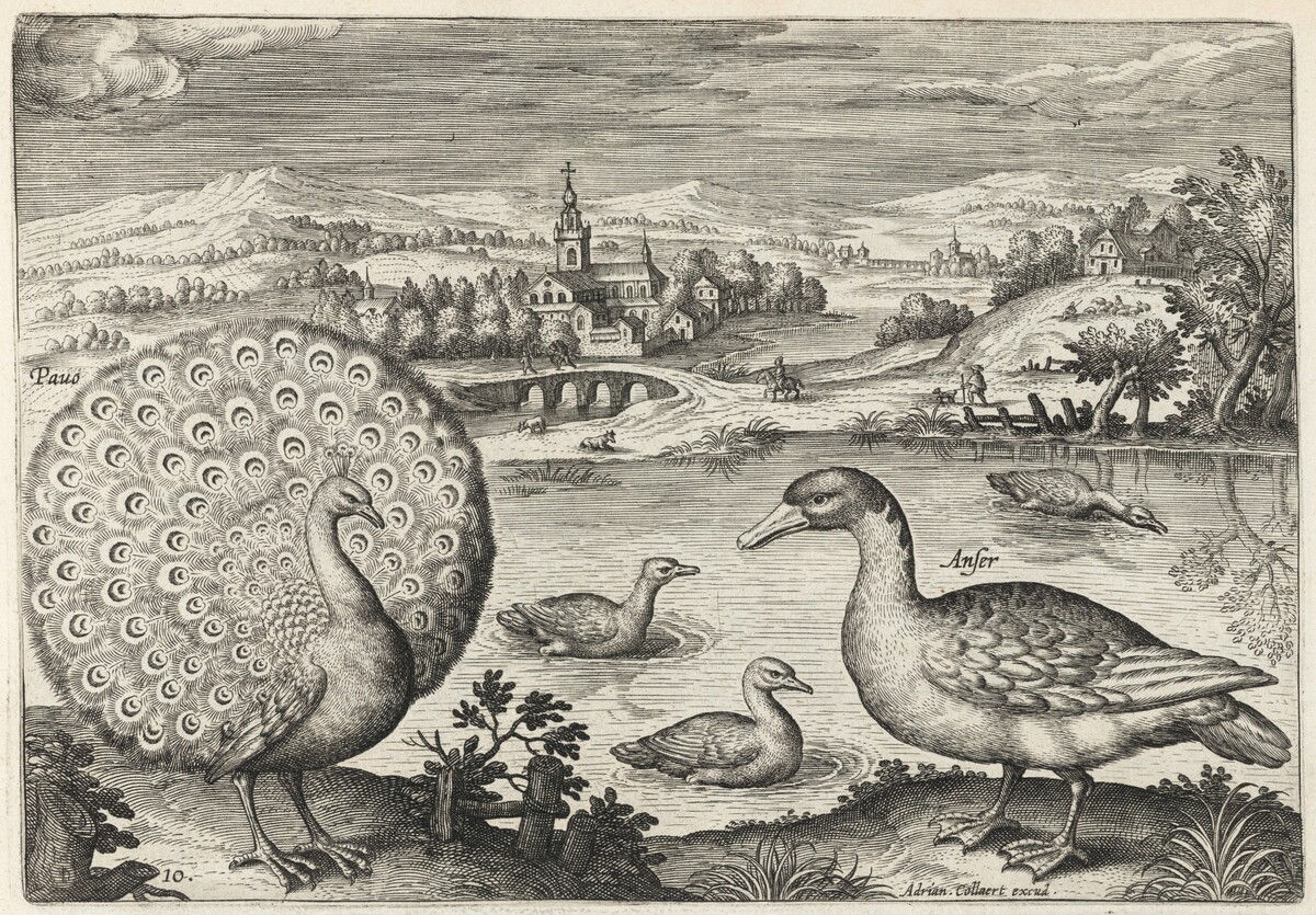 Peacock and Goose by Adriaen Collaert
