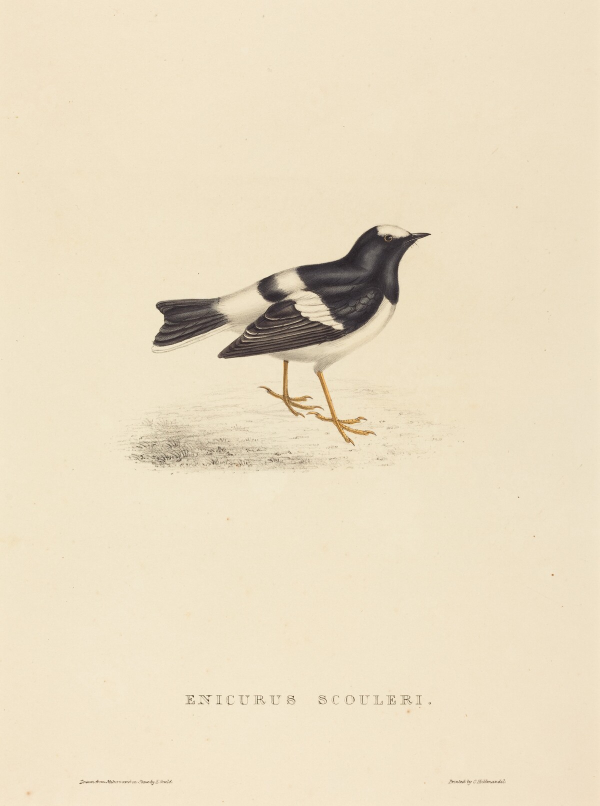 Enicurus Scouleri (Little Forktail) by Elizabeth Gould
