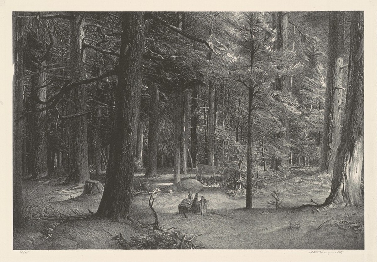 Forest Shade by Stow Wengenroth
