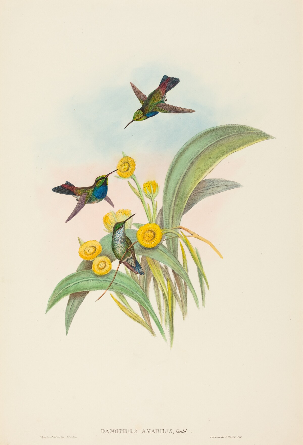 Damophila amabilis (Blue-breasted Hummingbird) by John Gould and H.C. Richter