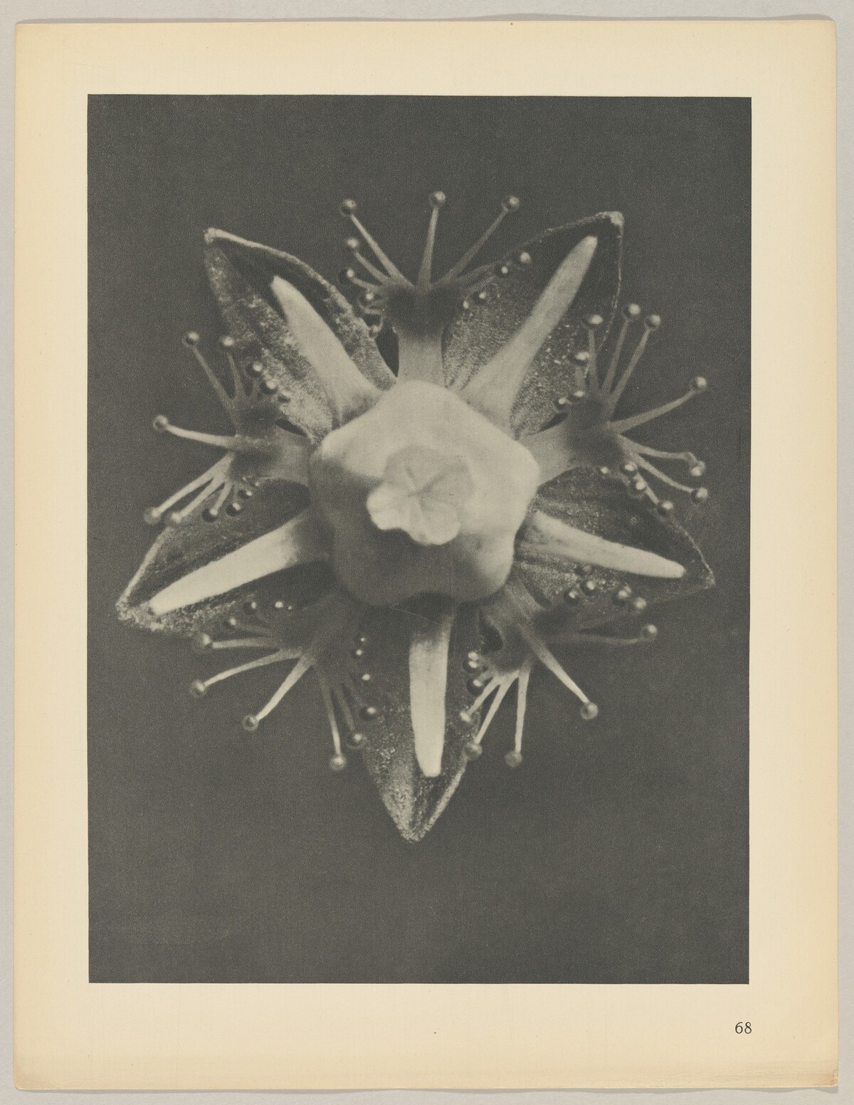 Parnassia palustris by Karl Blossfeldt