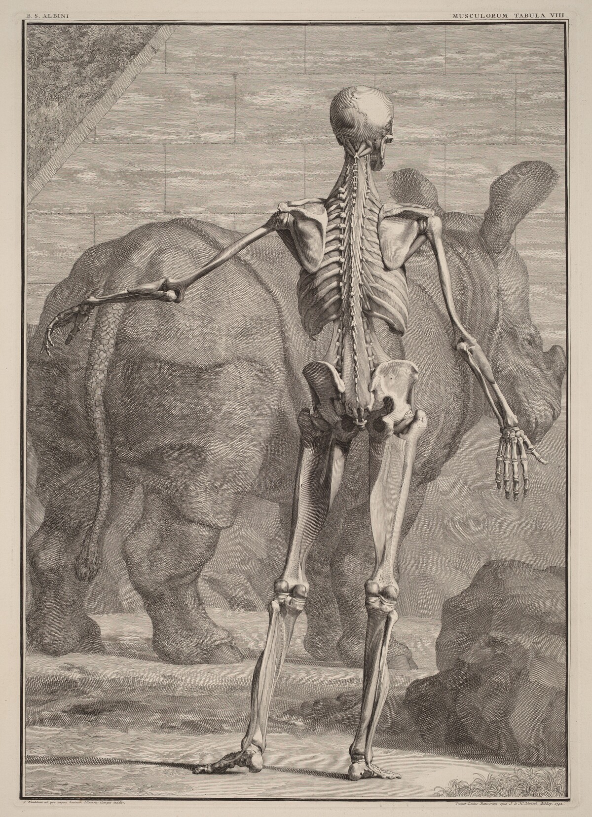 Musculorum Tabula VIII by Jan Wandelaar