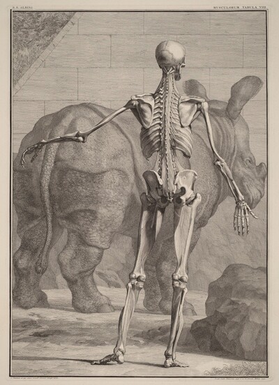 Musculorum Tabula VIII