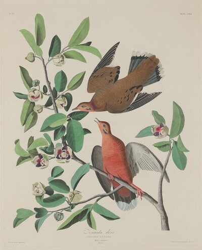 Zenaida Dove