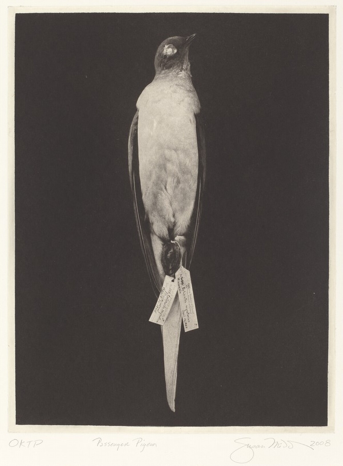 Passenger Pigeon by Susan Middleton