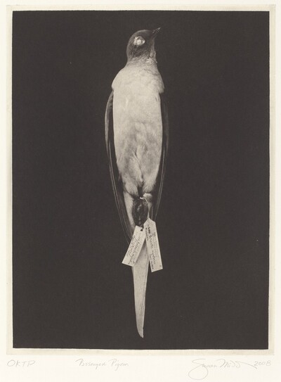 Passenger Pigeon