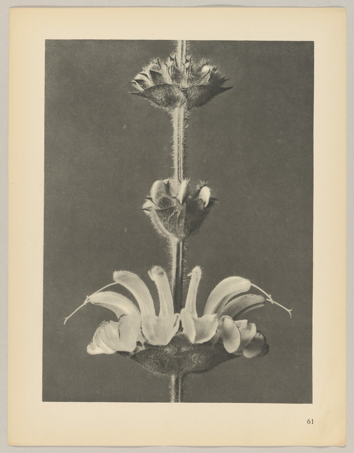 Salvia argentea by Karl Blossfeldt