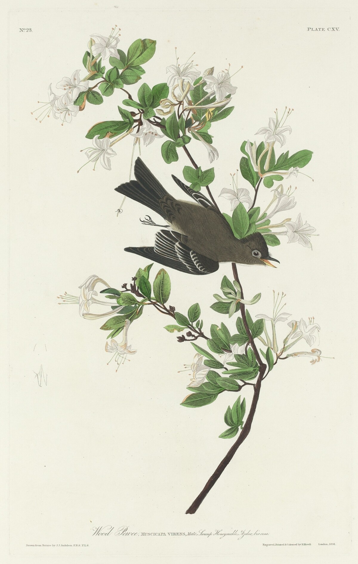 Wood Pewee by Robert Havell after John James Audubon