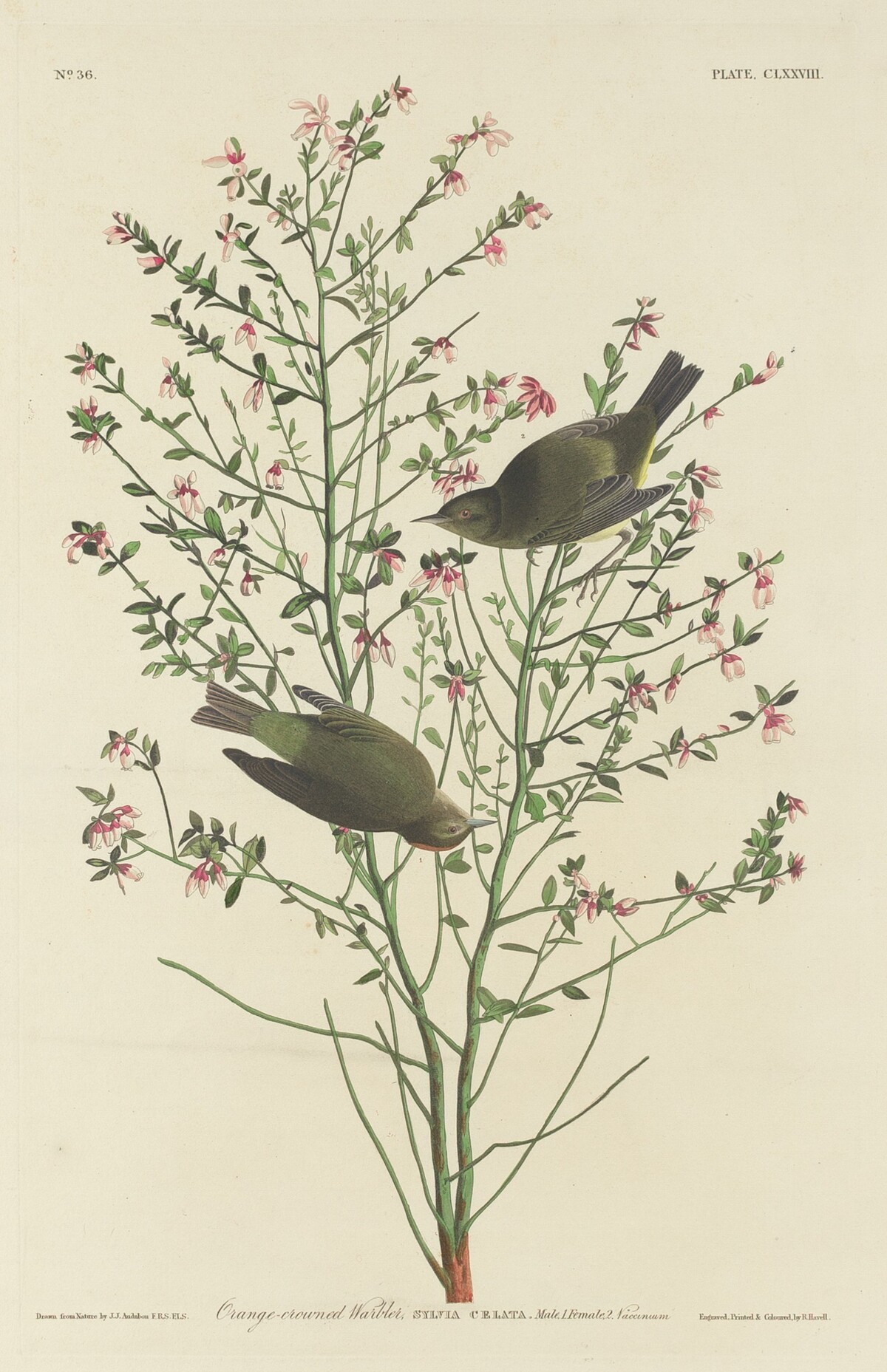 Orange-crowned Warbler by Robert Havell after John James Audubon