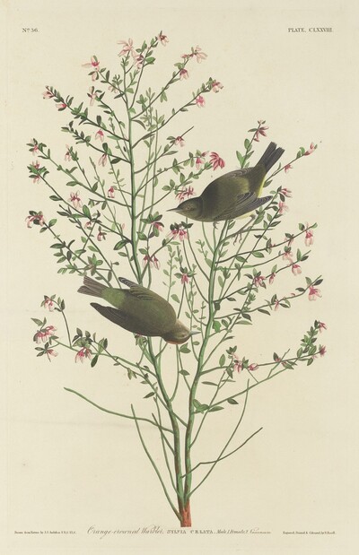Orange-crowned Warbler
