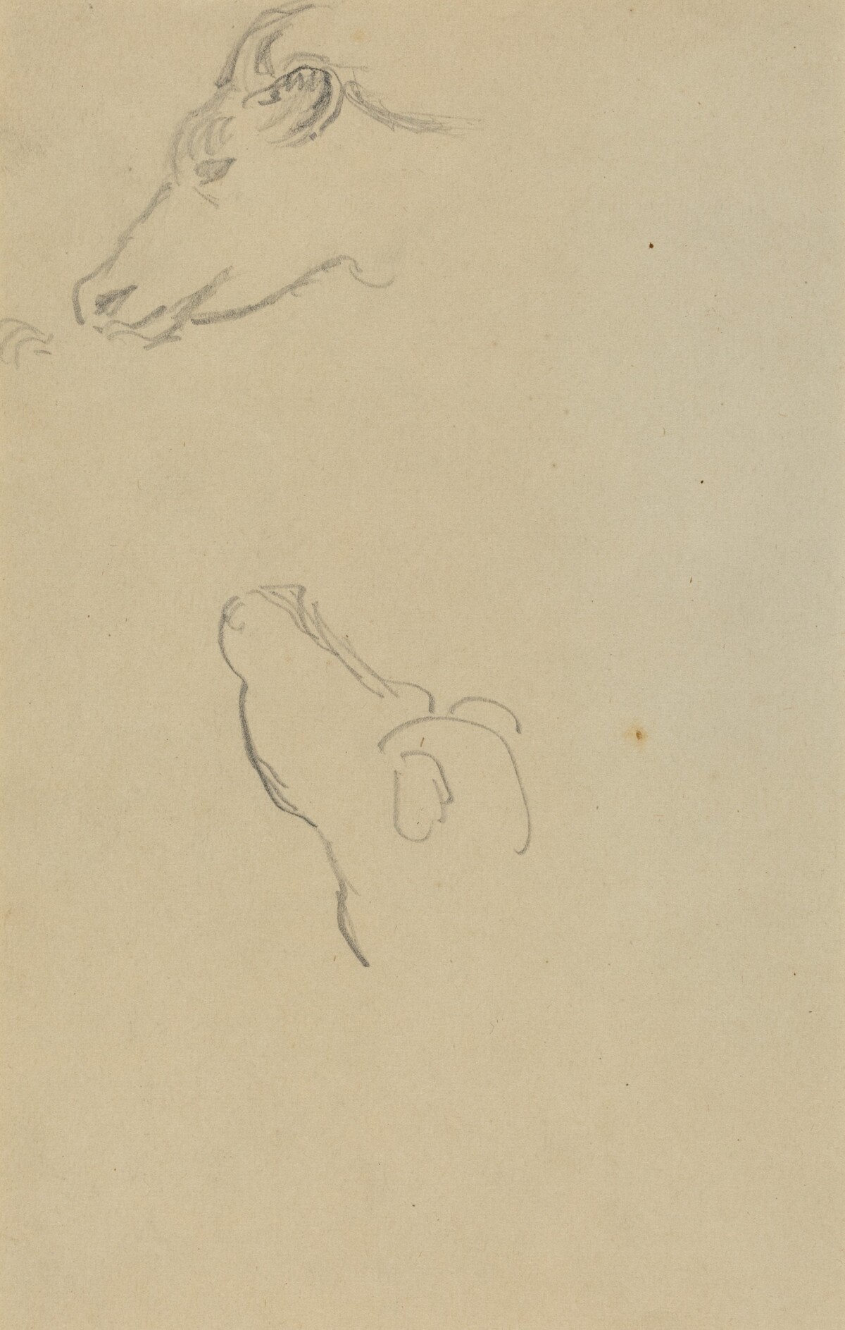 Head of a Cow [recto] by Paul Gauguin