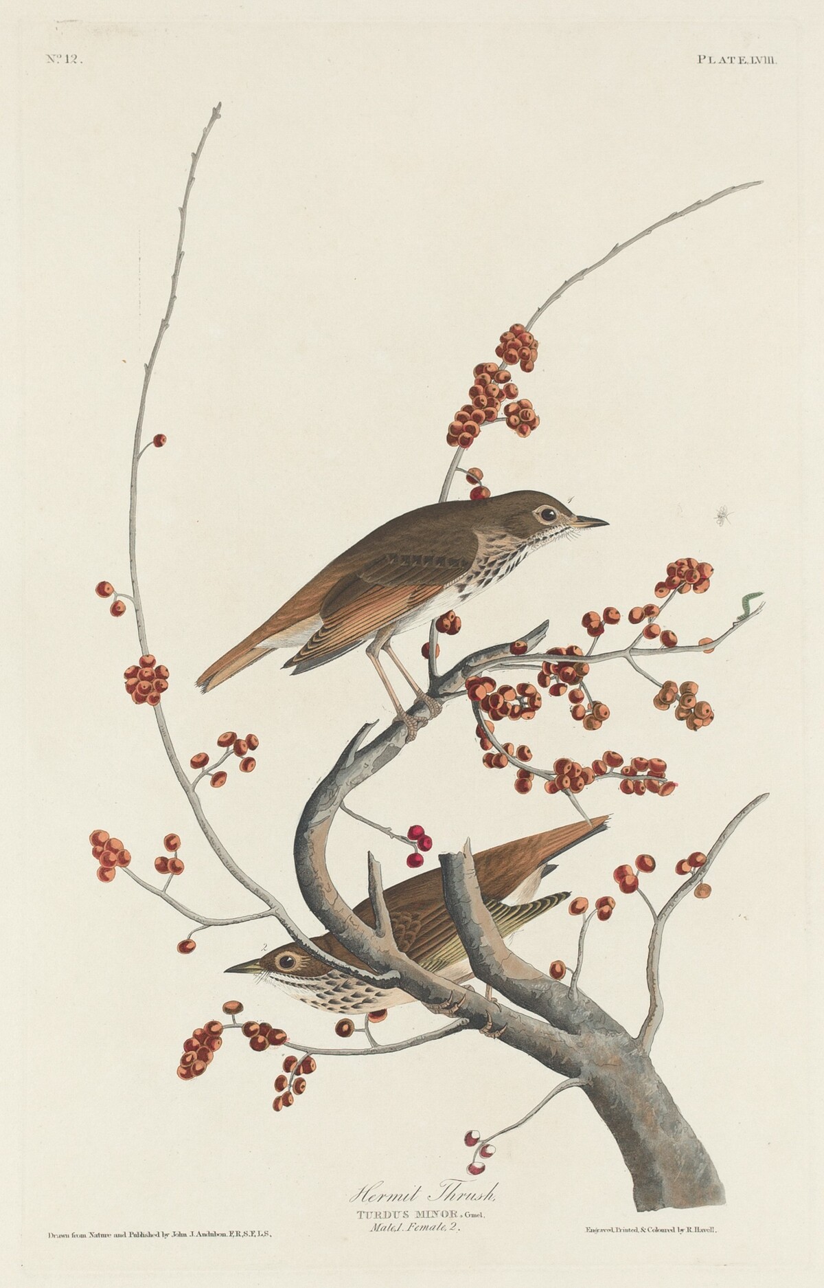 Hermit Thrush by Robert Havell after John James Audubon