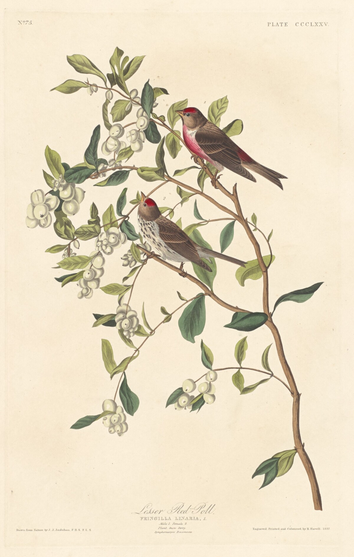 Lesser Red-poll by Robert Havell after John James Audubon