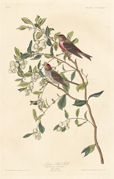 Lesser Red-poll