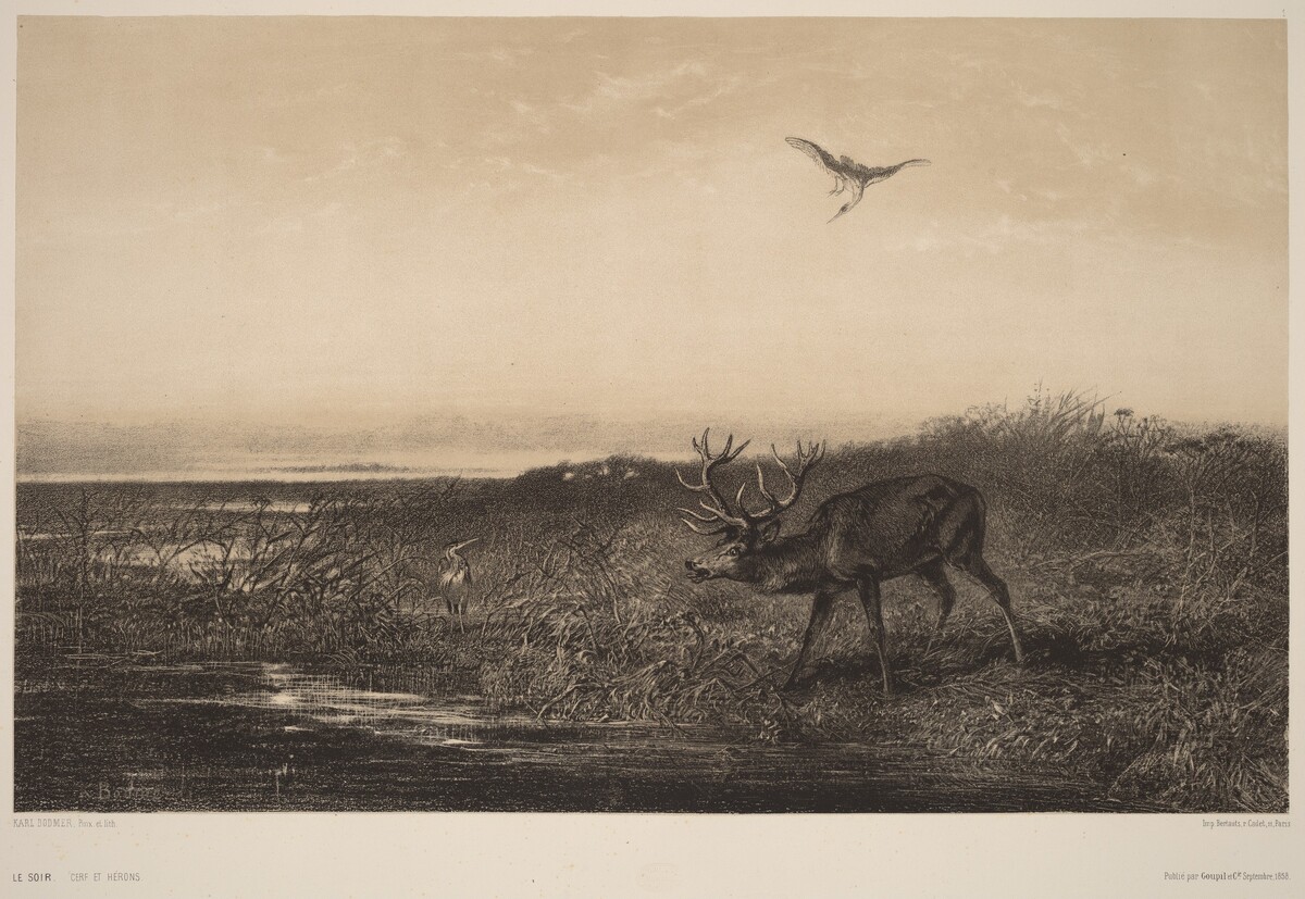 Le Soir.  Cerf et Herons by Karl Bodmer