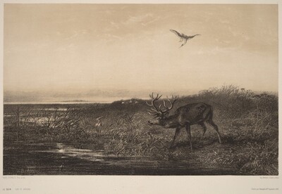 Le Soir.  Cerf et Herons