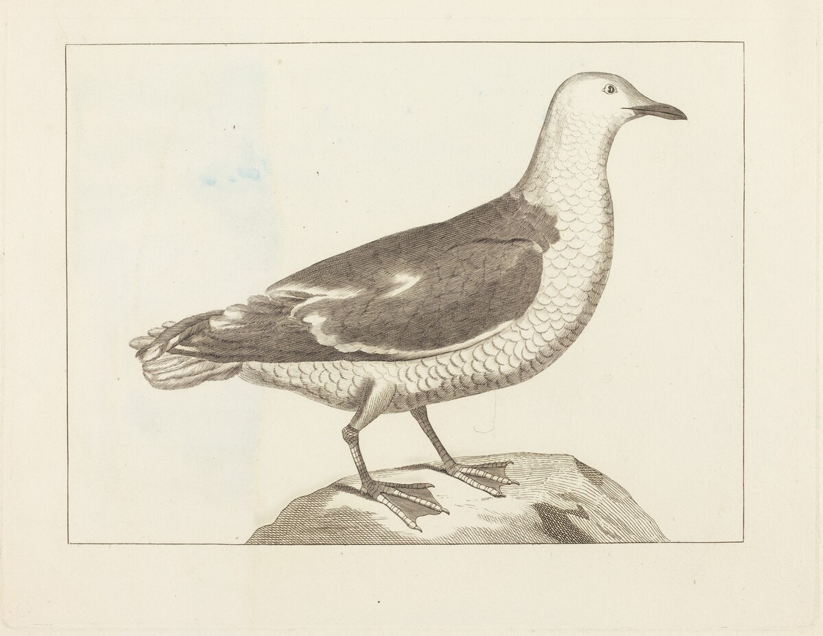 Water Fowl by British 19th Century