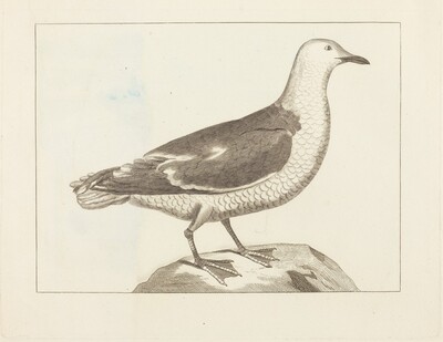 Water Fowl