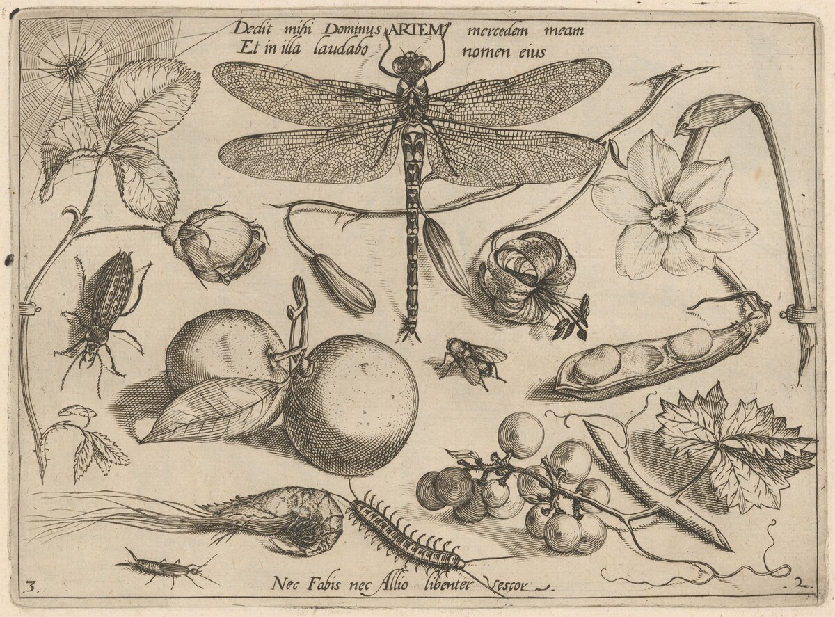 Archetypa studiaque patris Georgii Hoefnagelii [Part 2, Plate 3] by Jacob Hoefnagel after Joris Hoefnagel