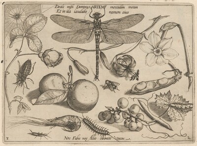 Archetypa studiaque patris Georgii Hoefnagelii [Part 2, Plate 3]