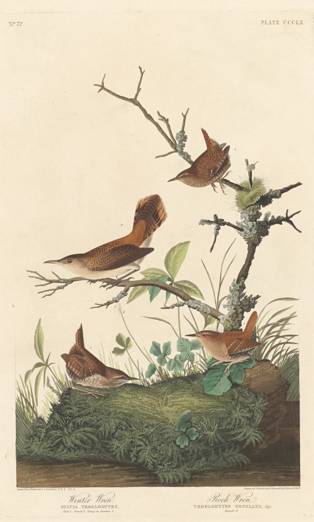 Winter Wren and Rock Wren by Robert Havell after John James Audubon