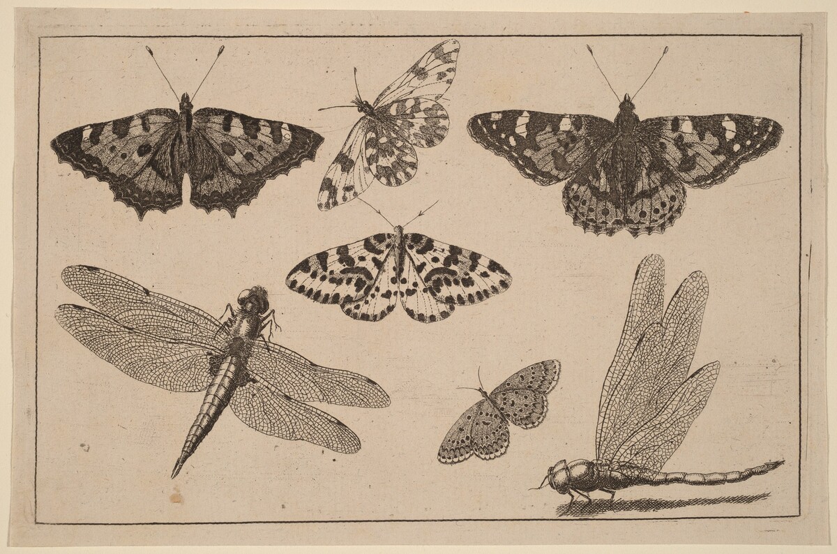 Two Dragonflies and Five Butterflies by Wenceslaus Hollar