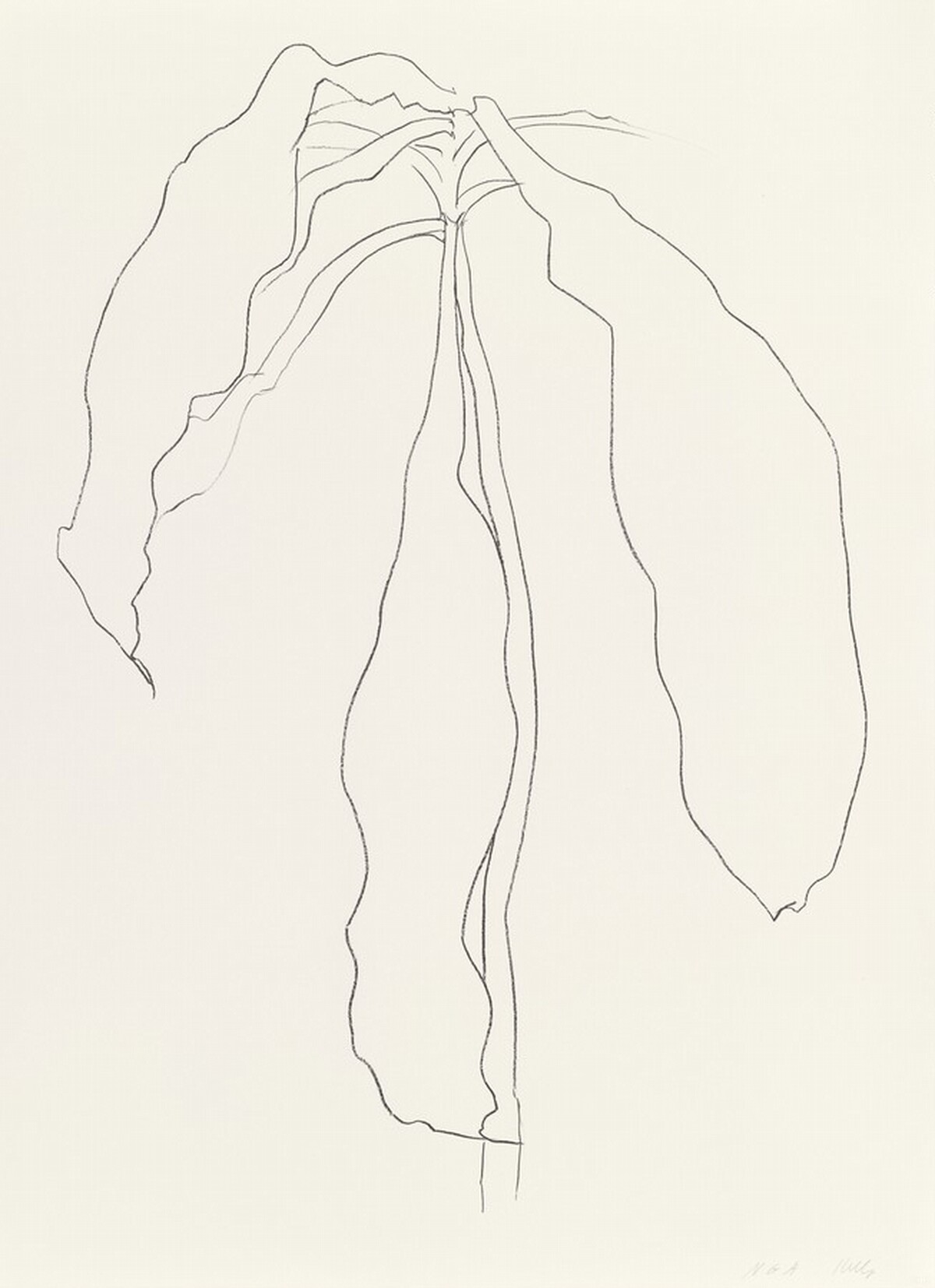 Dracena II by Ellsworth Kelly