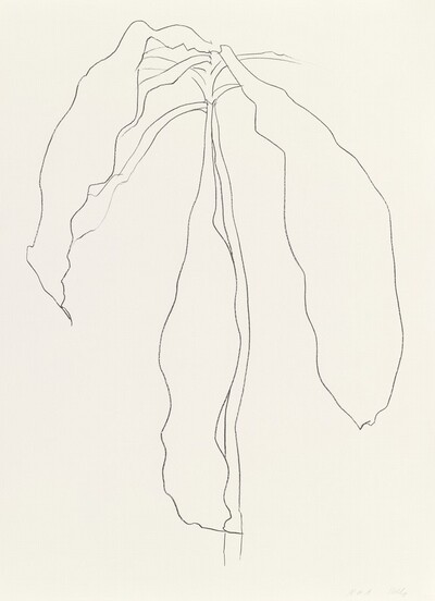 Dracena II